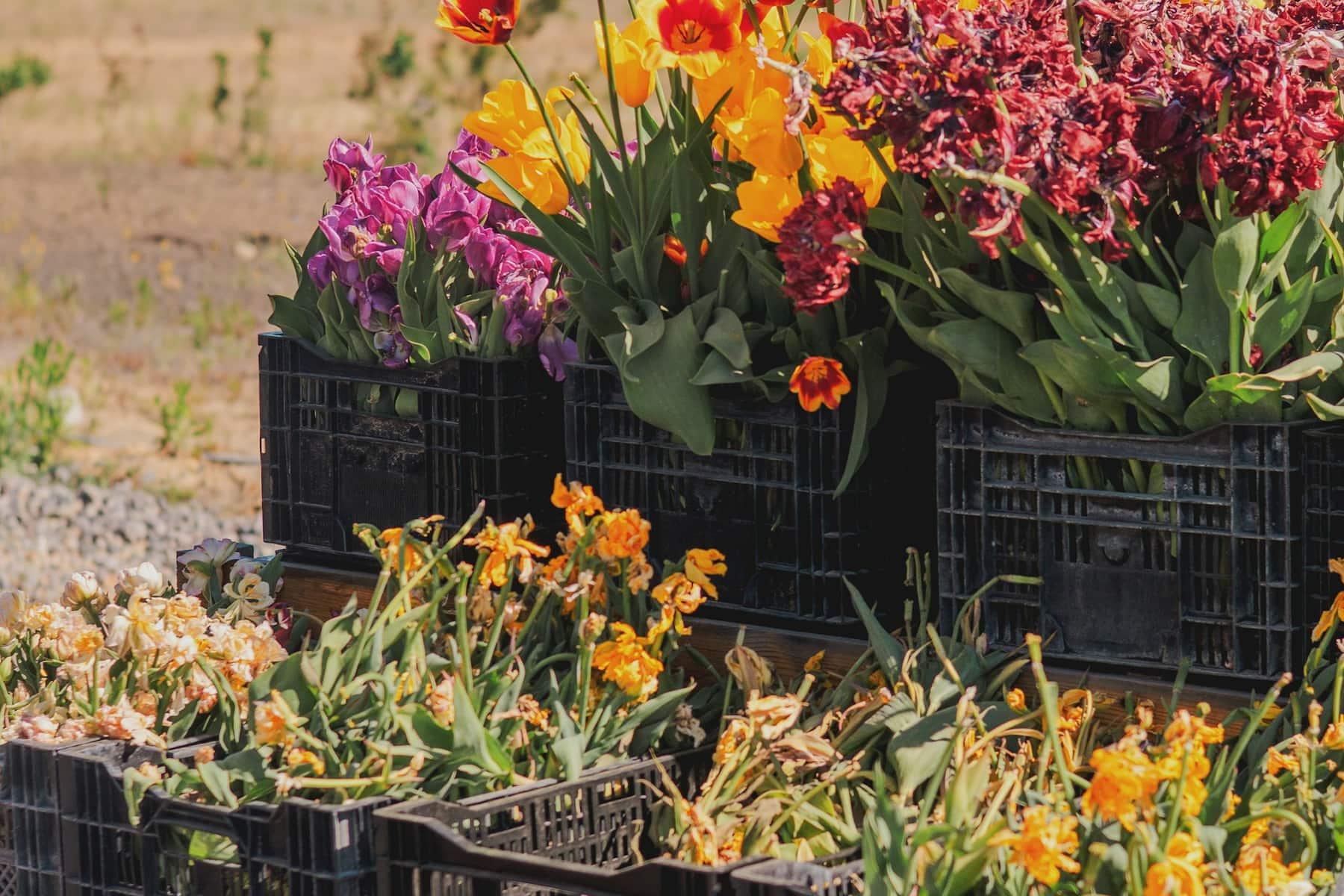 Tulpen in schwarzen Kisten auf einem Holzwagen im Freien